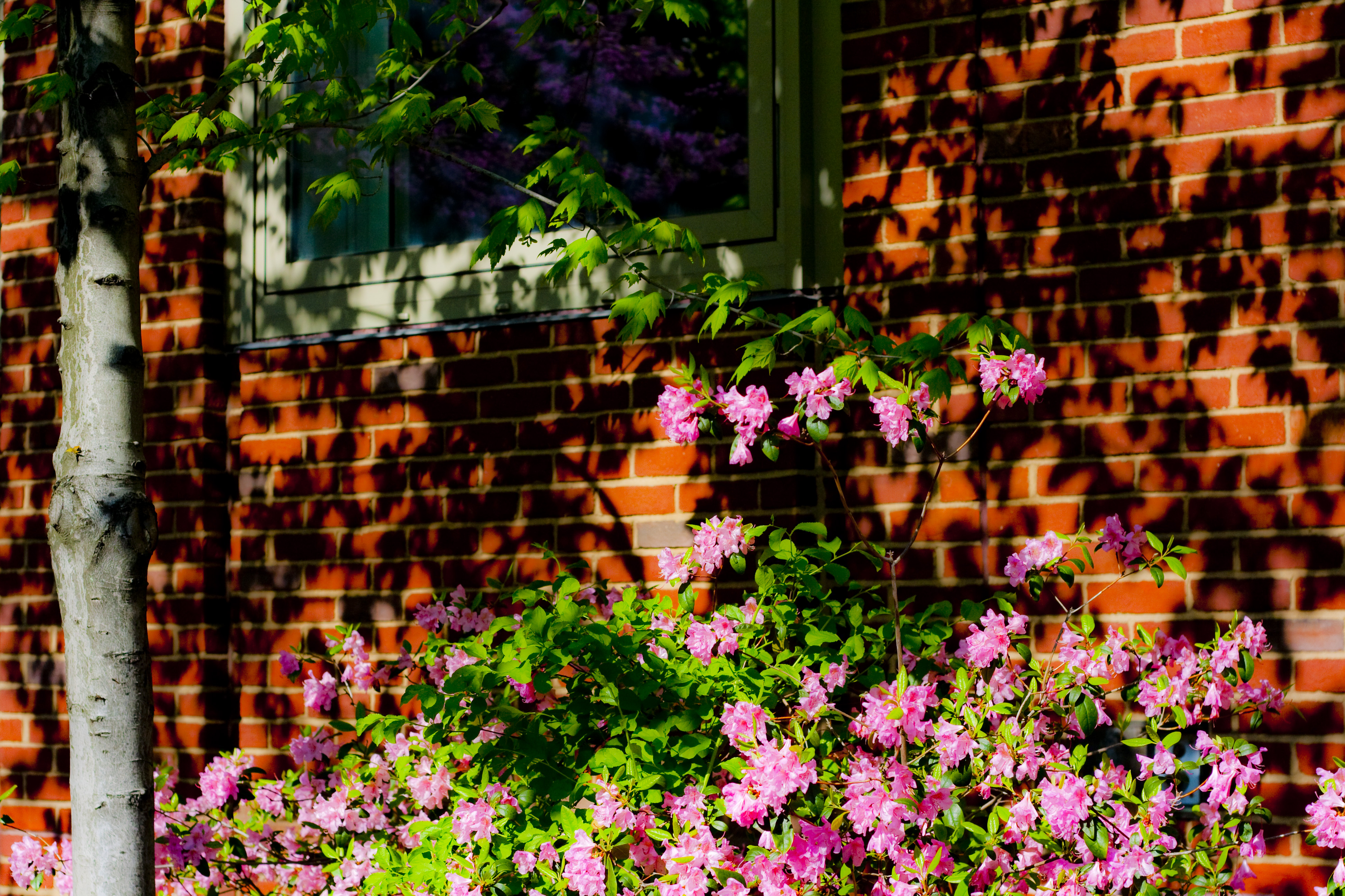 One Last Post from Spring at Brown