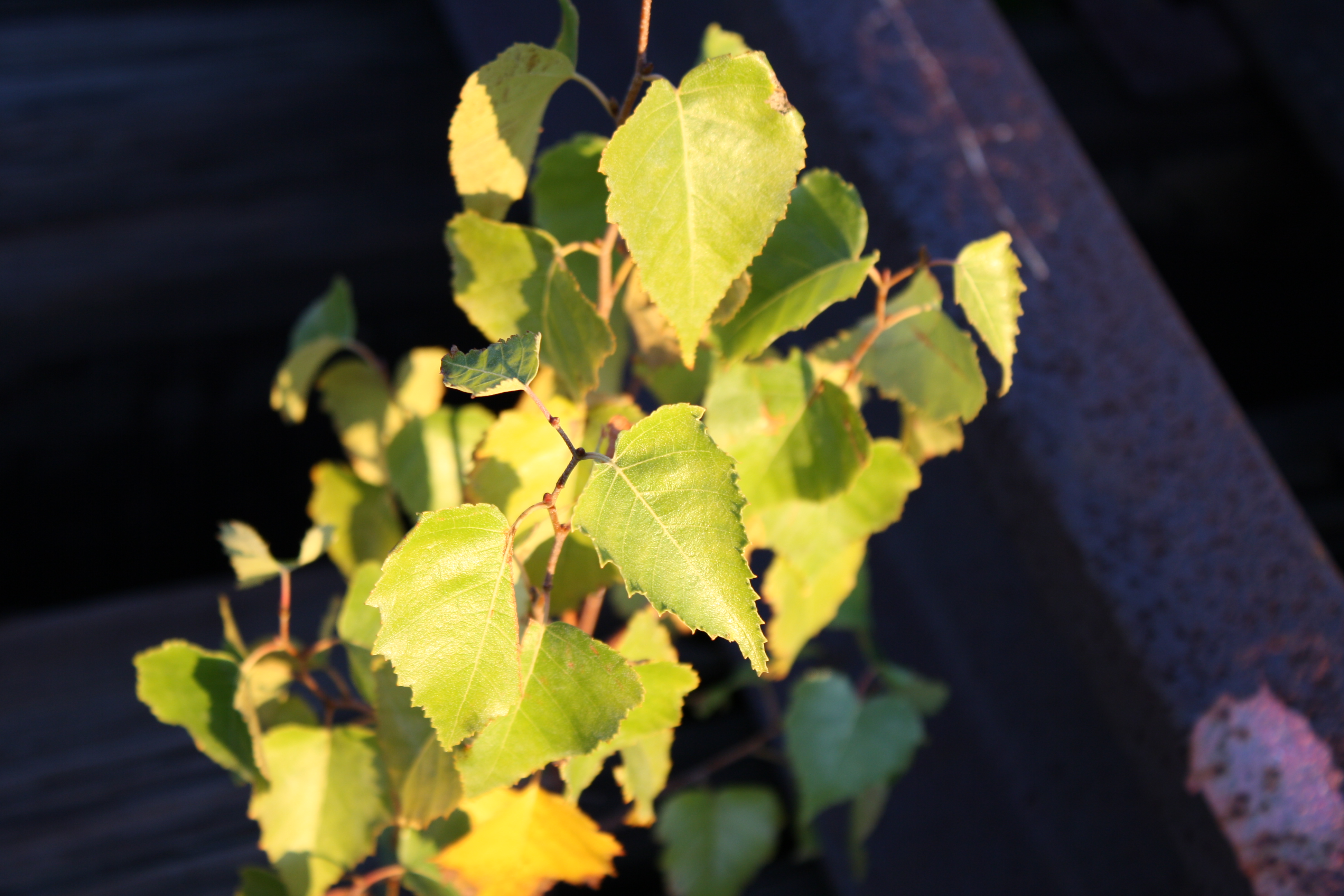 JJ9 If Only Math was Based in My Reality