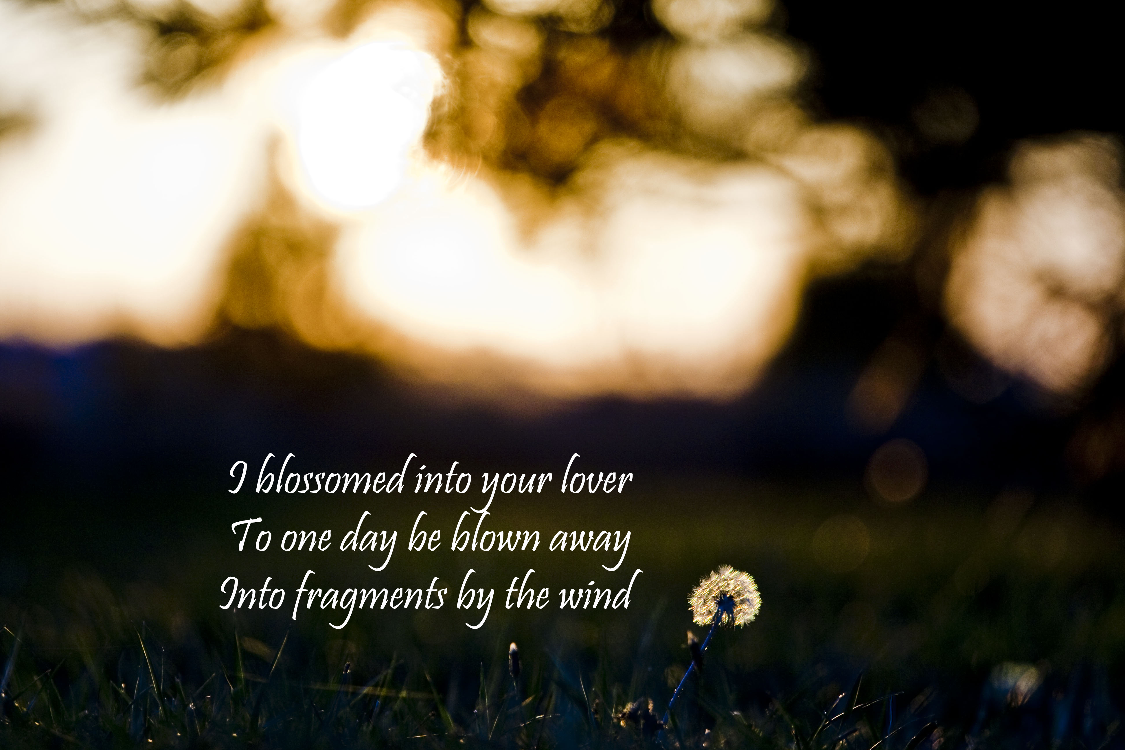 fragile as a dandelion