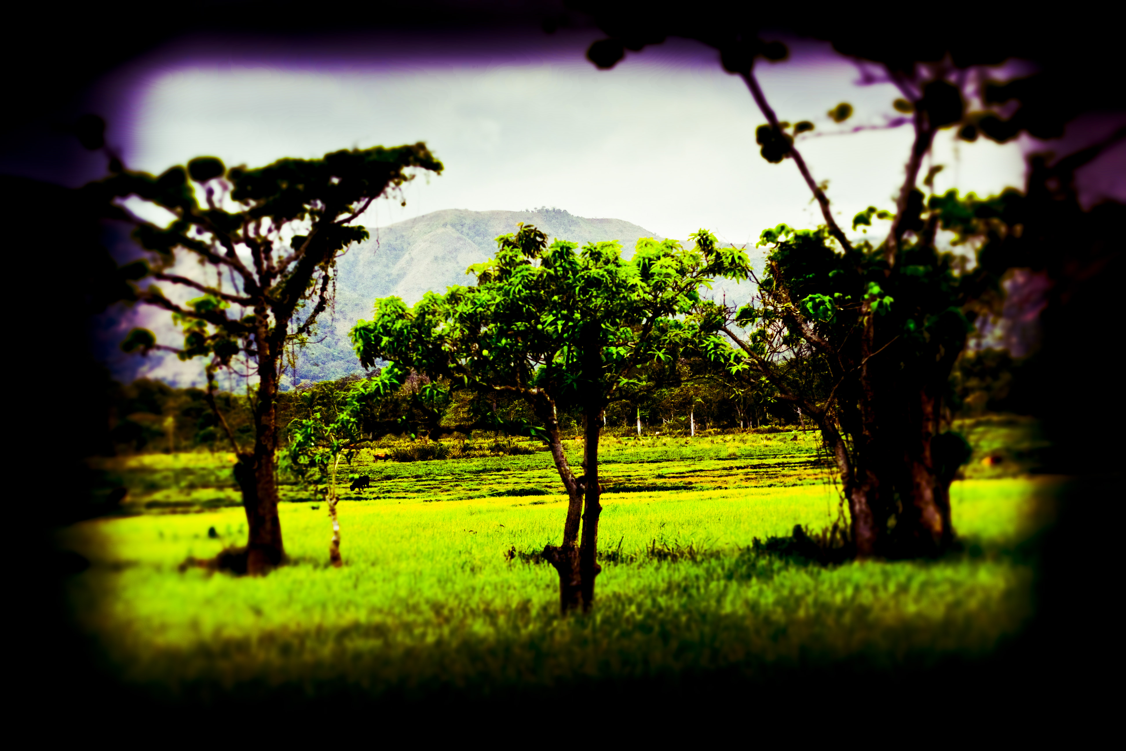 Through a different looking glass