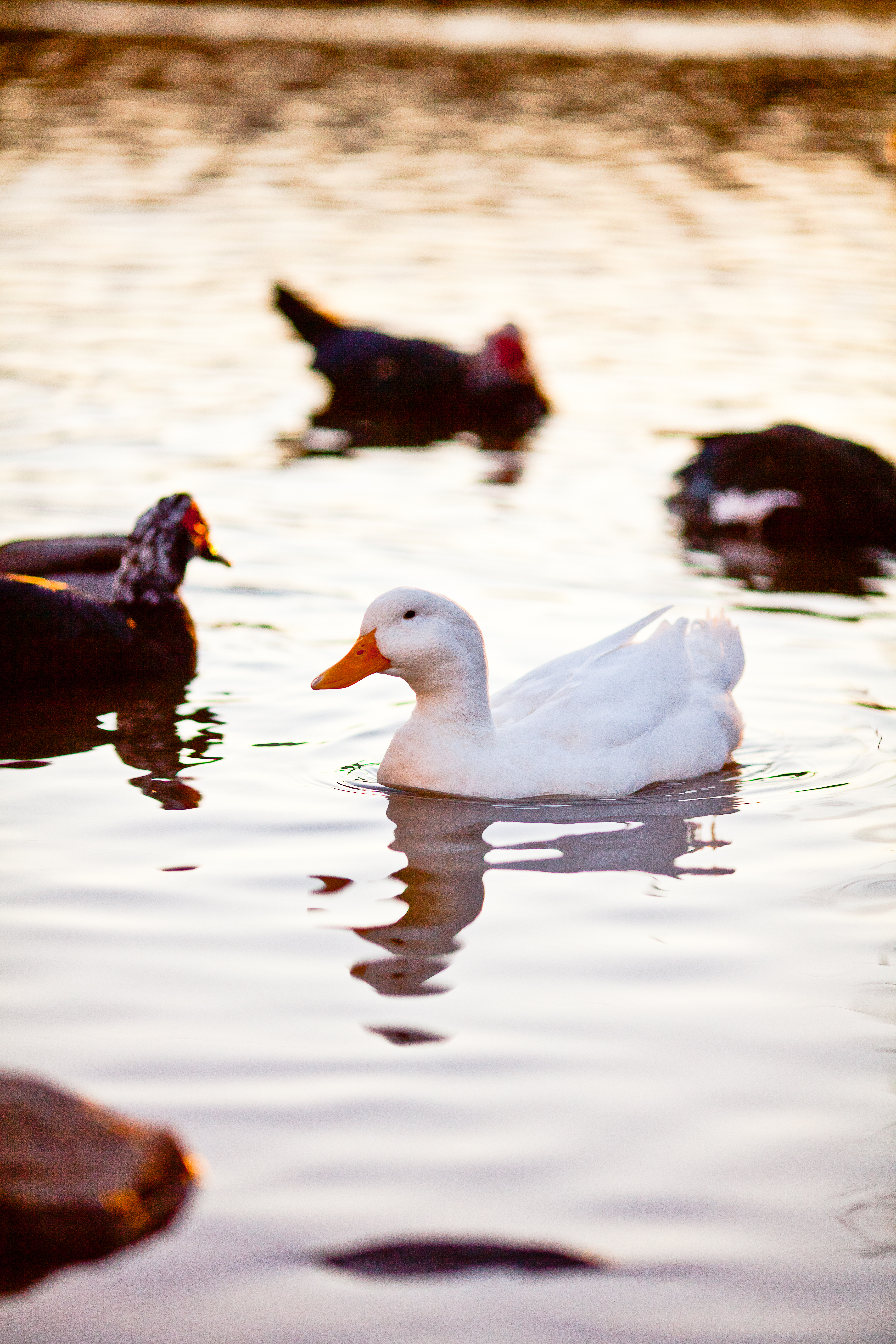 XXII Ducks never stop giving