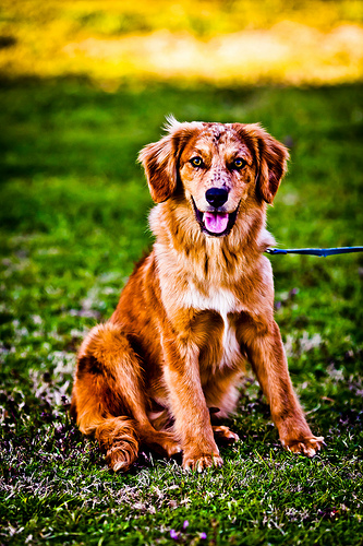 LXXVI Still Can Never Choose