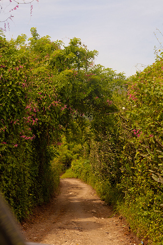 CLXXXVII Secret Garden