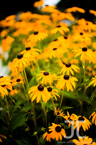 CCIV Sunflowers before Road Trips