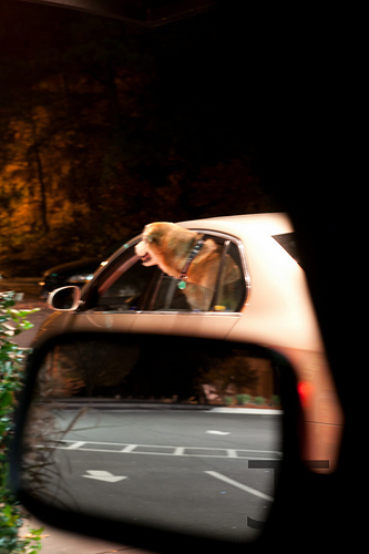 CCCXV Man’s Best Friend